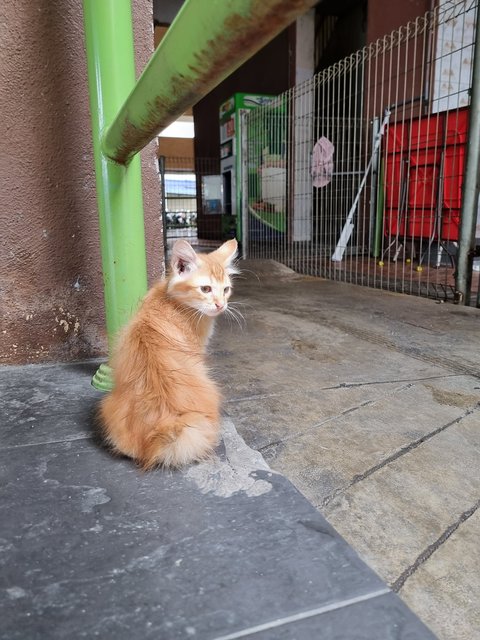 Boyboy - Domestic Long Hair Cat