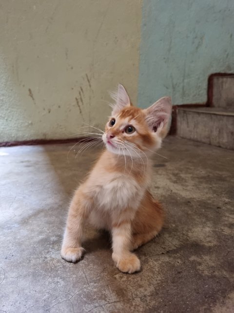 Boyboy - Domestic Long Hair Cat