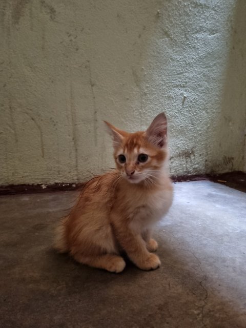 Boyboy - Domestic Long Hair Cat