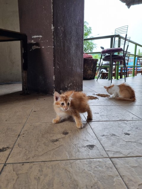 Boyboy - Domestic Long Hair Cat