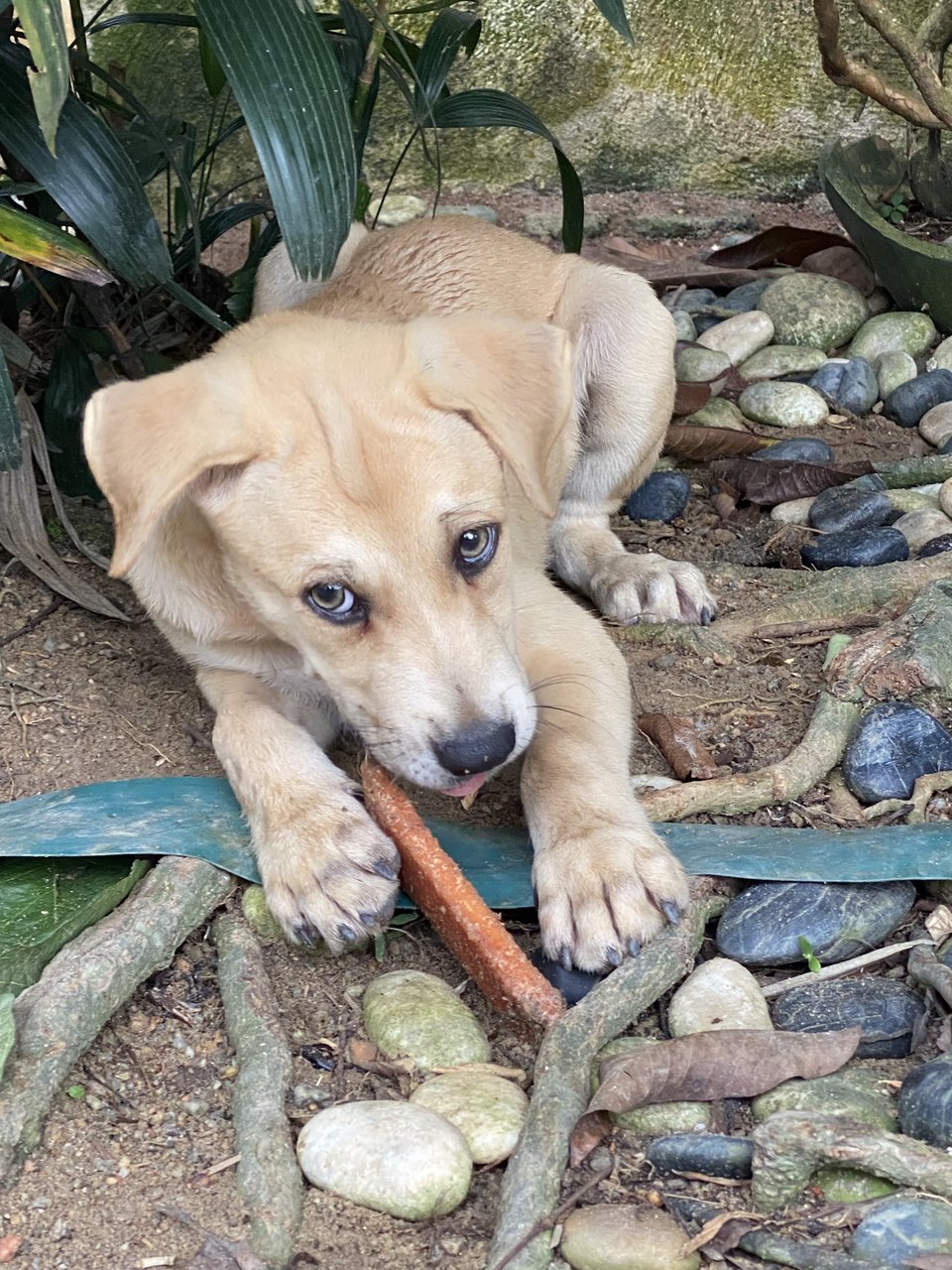 Wills - Mixed Breed Dog