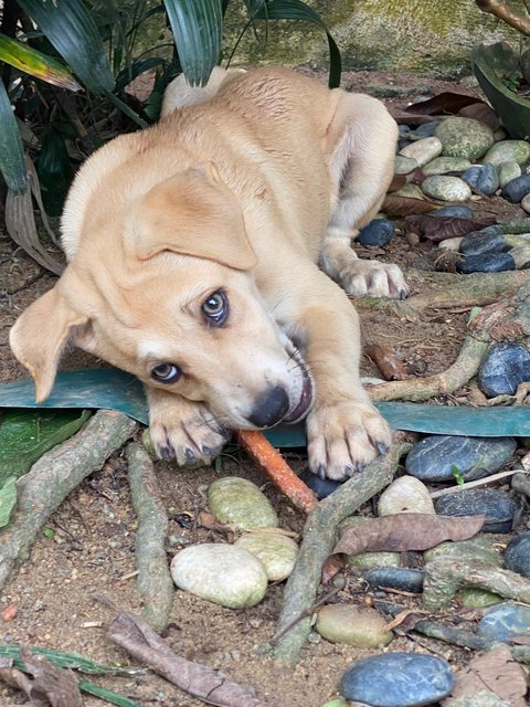 Wills - Mixed Breed Dog