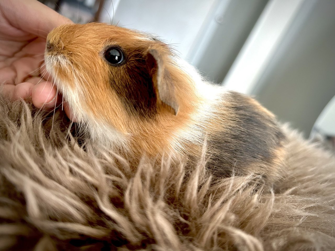 Pino - Guinea Pig Small & Furry