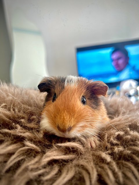 Pino - Guinea Pig Small & Furry