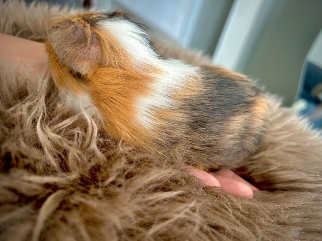 Pino - Guinea Pig Small & Furry