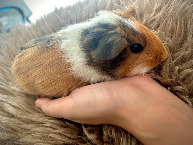 Pino - Guinea Pig Small & Furry