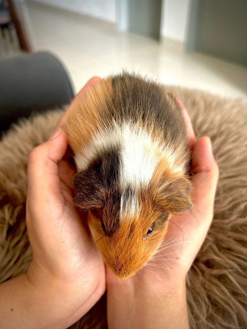 Pino - Guinea Pig Small & Furry