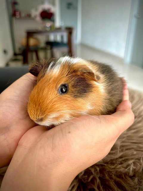 Pino - Guinea Pig Small & Furry