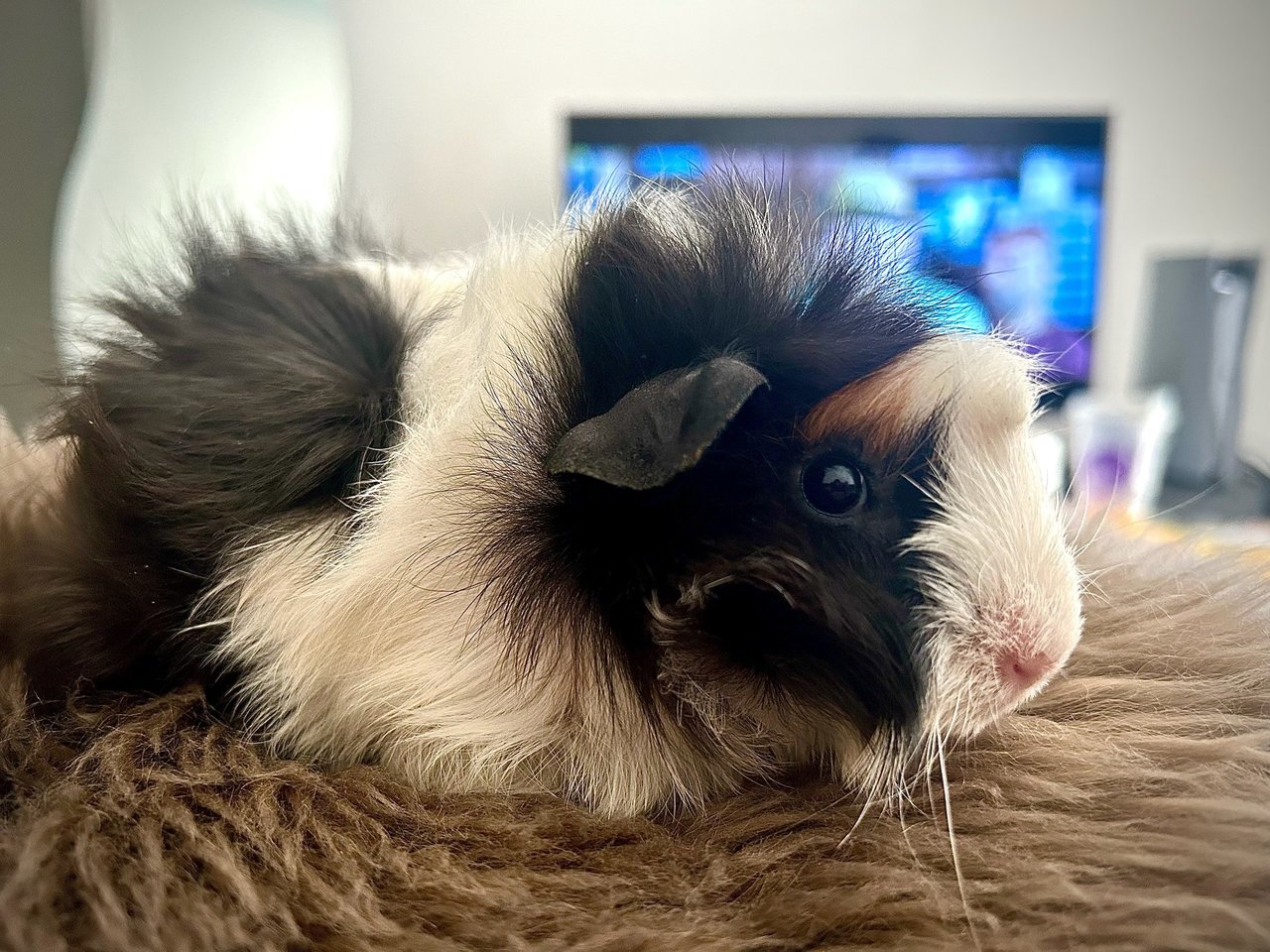 Panda - Guinea Pig Small & Furry