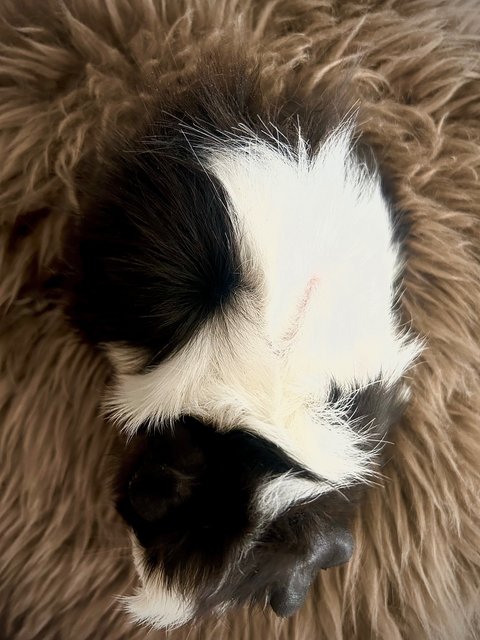 Panda - Guinea Pig Small & Furry