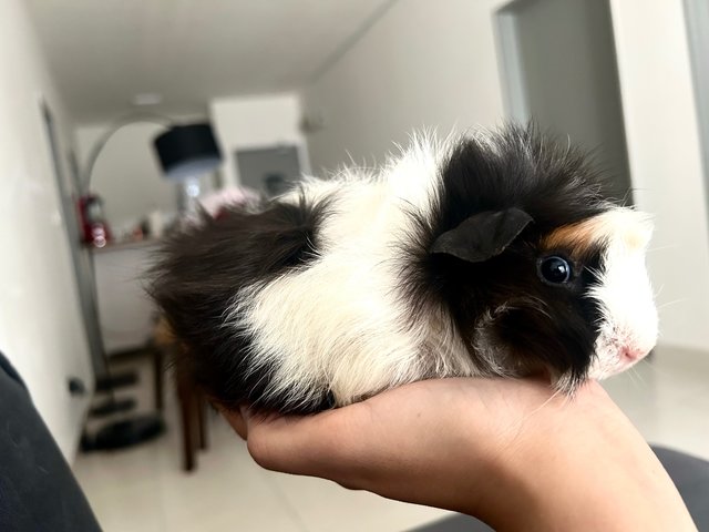 Panda - Guinea Pig Small & Furry