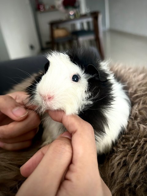 Panda - Guinea Pig Small & Furry