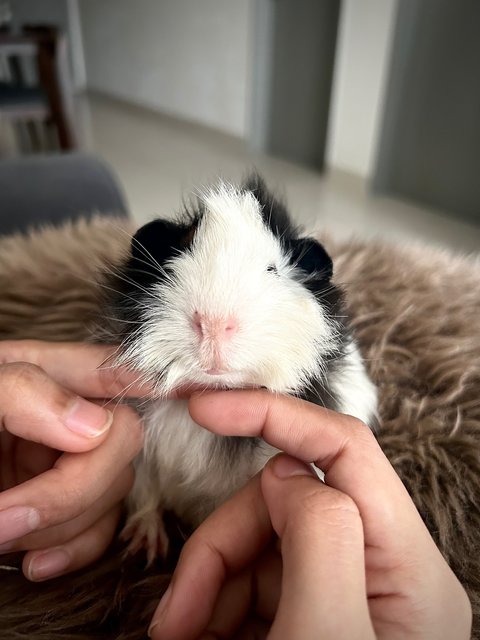 Panda - Guinea Pig Small & Furry