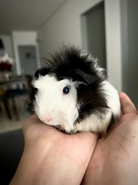 Panda - Guinea Pig Small & Furry