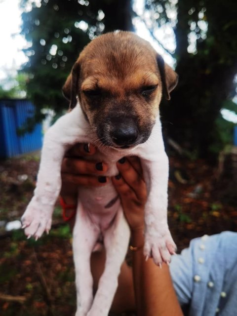 Trex,layla,livi And Elsa - Mixed Breed Dog