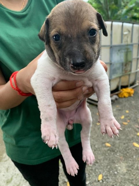 Trex,layla,livi And Elsa - Mixed Breed Dog