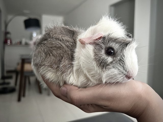 Obbot - Guinea Pig Small & Furry