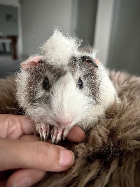 Obbot - Guinea Pig Small & Furry