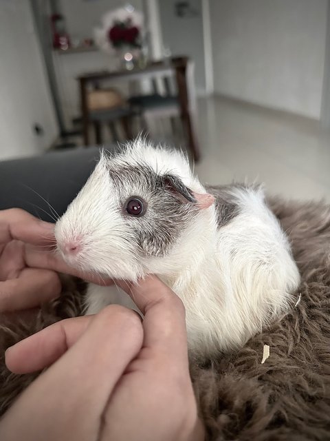 Obbot - Guinea Pig Small & Furry