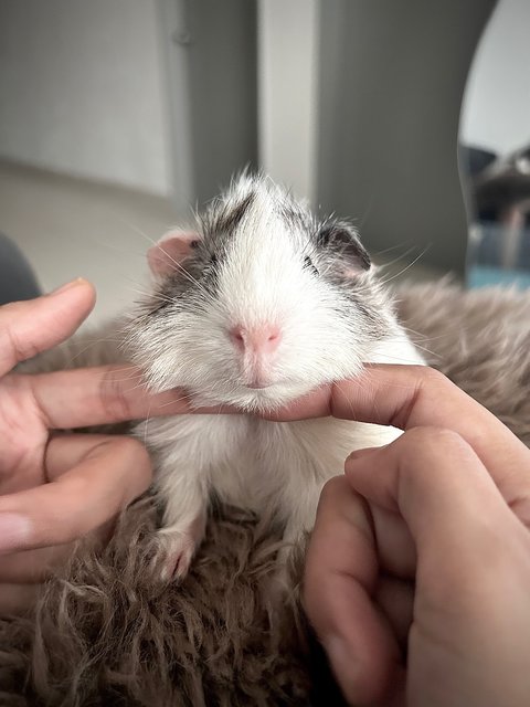 Obbot - Guinea Pig Small & Furry