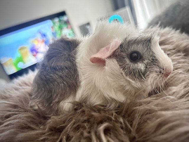 Obbot - Guinea Pig Small & Furry