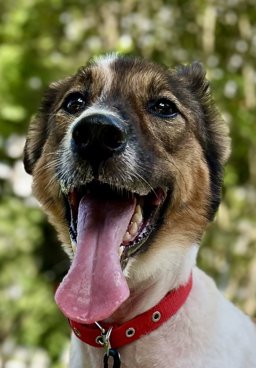 Paul - Mixed Breed Dog