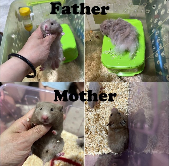 2tone Syrian Hamster  - Syrian / Golden Hamster Hamster