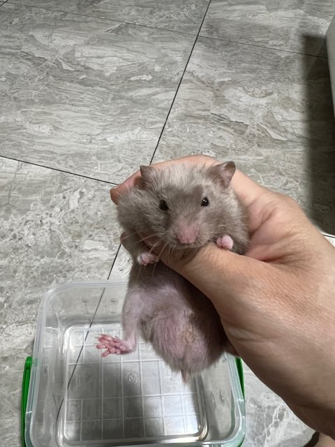 2tone Syrian Hamster  - Syrian / Golden Hamster Hamster