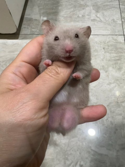 2tone Syrian Hamster  - Syrian / Golden Hamster Hamster