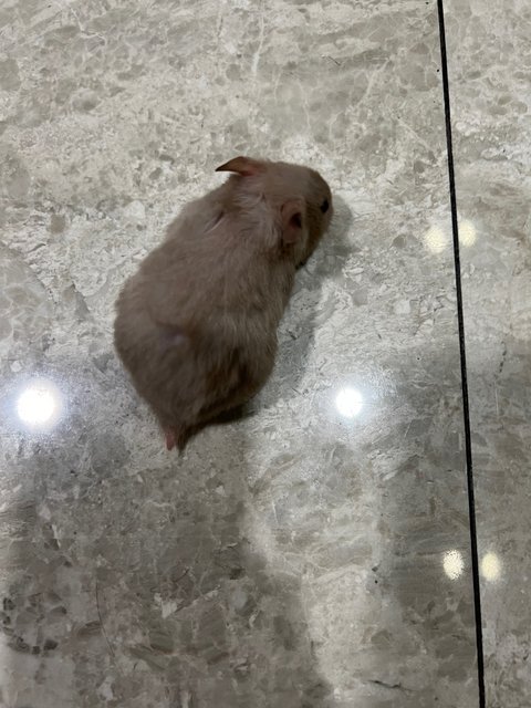 2tone Syrian Hamster  - Syrian / Golden Hamster Hamster