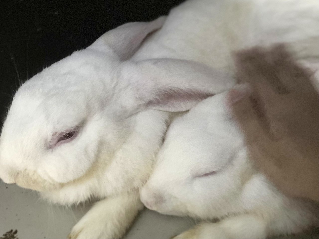 Nzw Babies (2 Males) I - New Zealand Rabbit