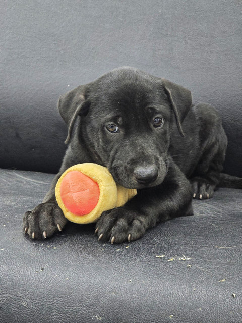 Perennia Love Cubs - Mixed Breed Dog