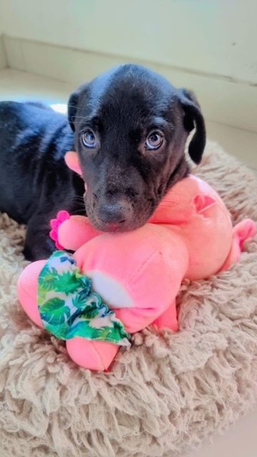 Perennia Love Cubs - Mixed Breed Dog