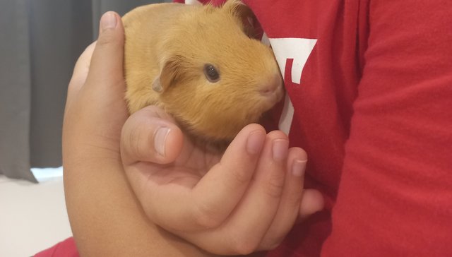 Poppy &amp; Marbles - Guinea Pig Small & Furry