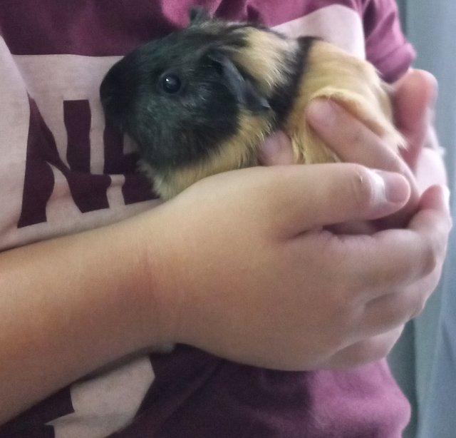 Poppy &amp; Marbles - Guinea Pig Small & Furry