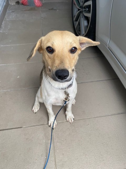 Oreo - Mixed Breed Dog