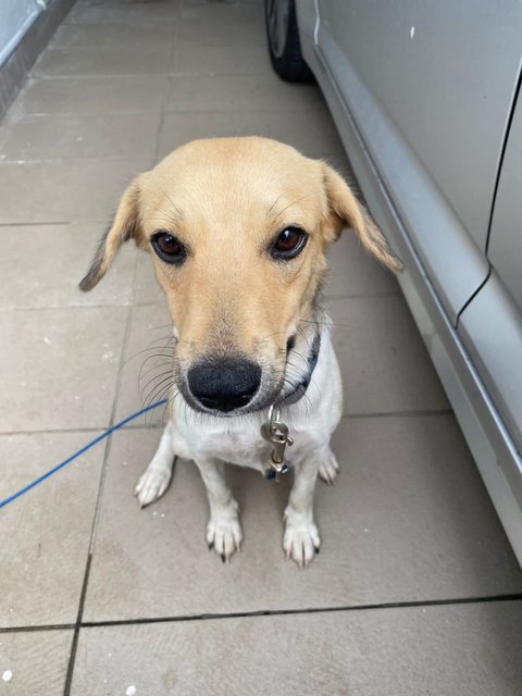 Oreo - Mixed Breed Dog