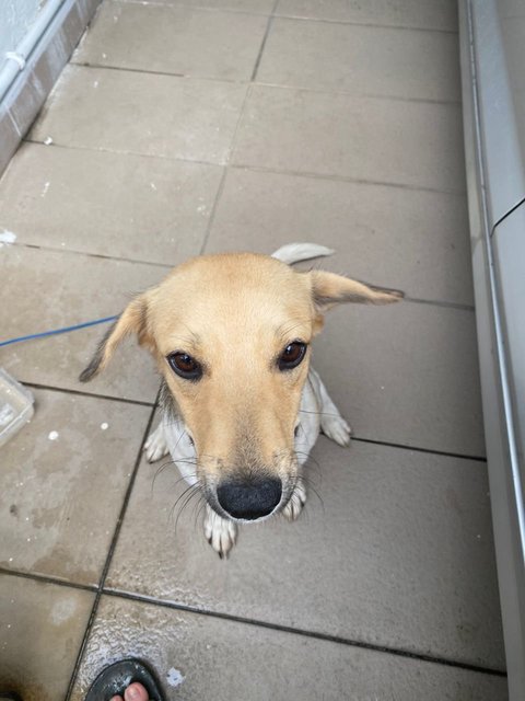 Oreo - Mixed Breed Dog