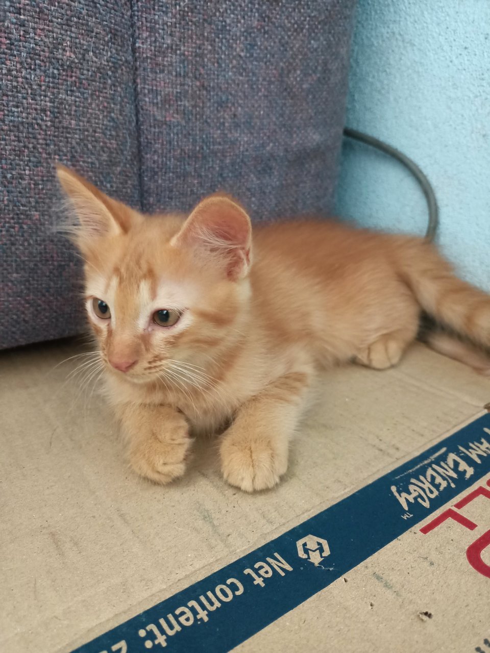 Stray Kitten Oyen - Domestic Medium Hair Cat