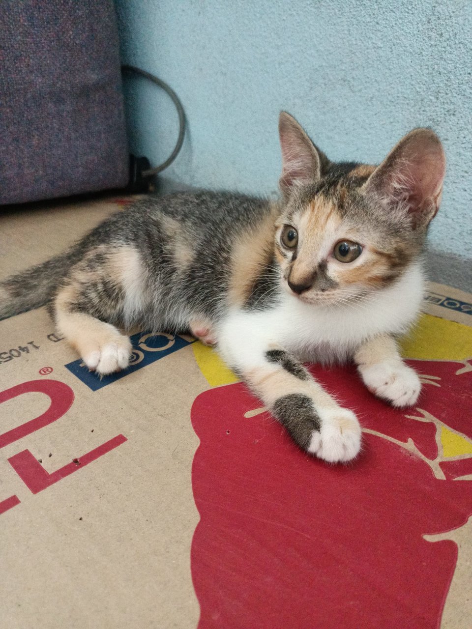 Stray Kitten Calico - Domestic Short Hair Cat