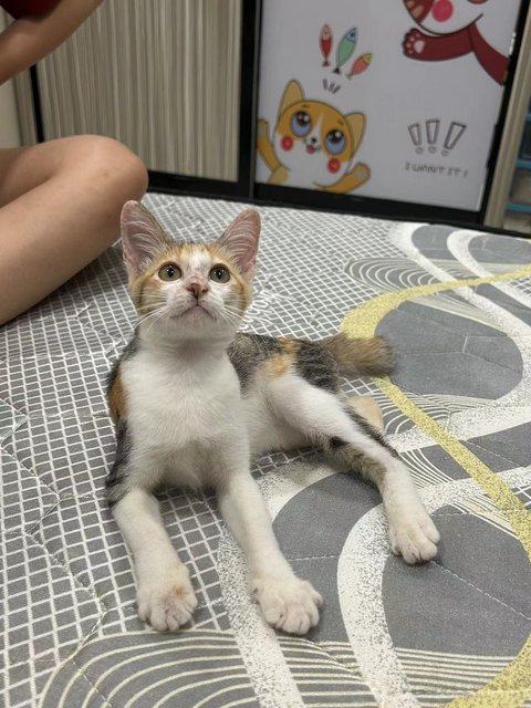 3花彩狸 - Domestic Short Hair Cat