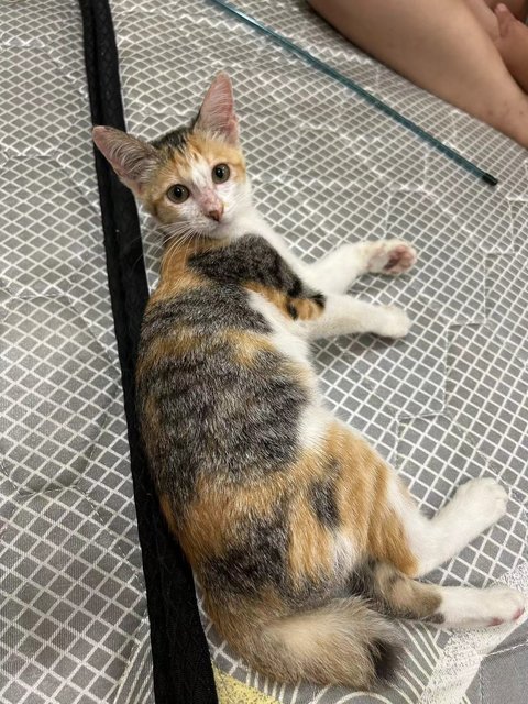 3花彩狸 - Domestic Short Hair Cat