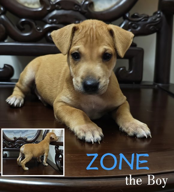 Zone - Mixed Breed Dog