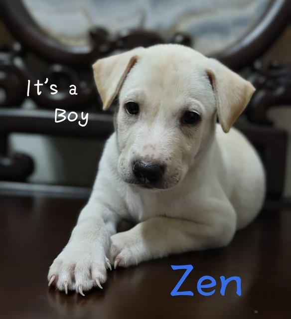 Zen - Mixed Breed Dog