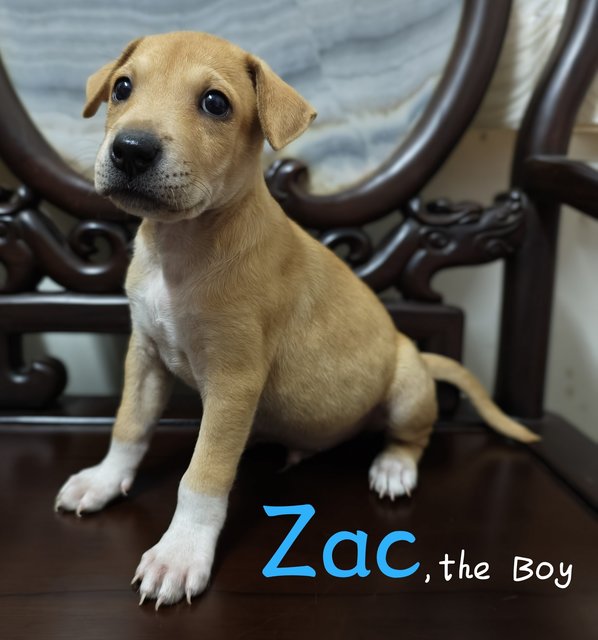 Zac - Mixed Breed Dog