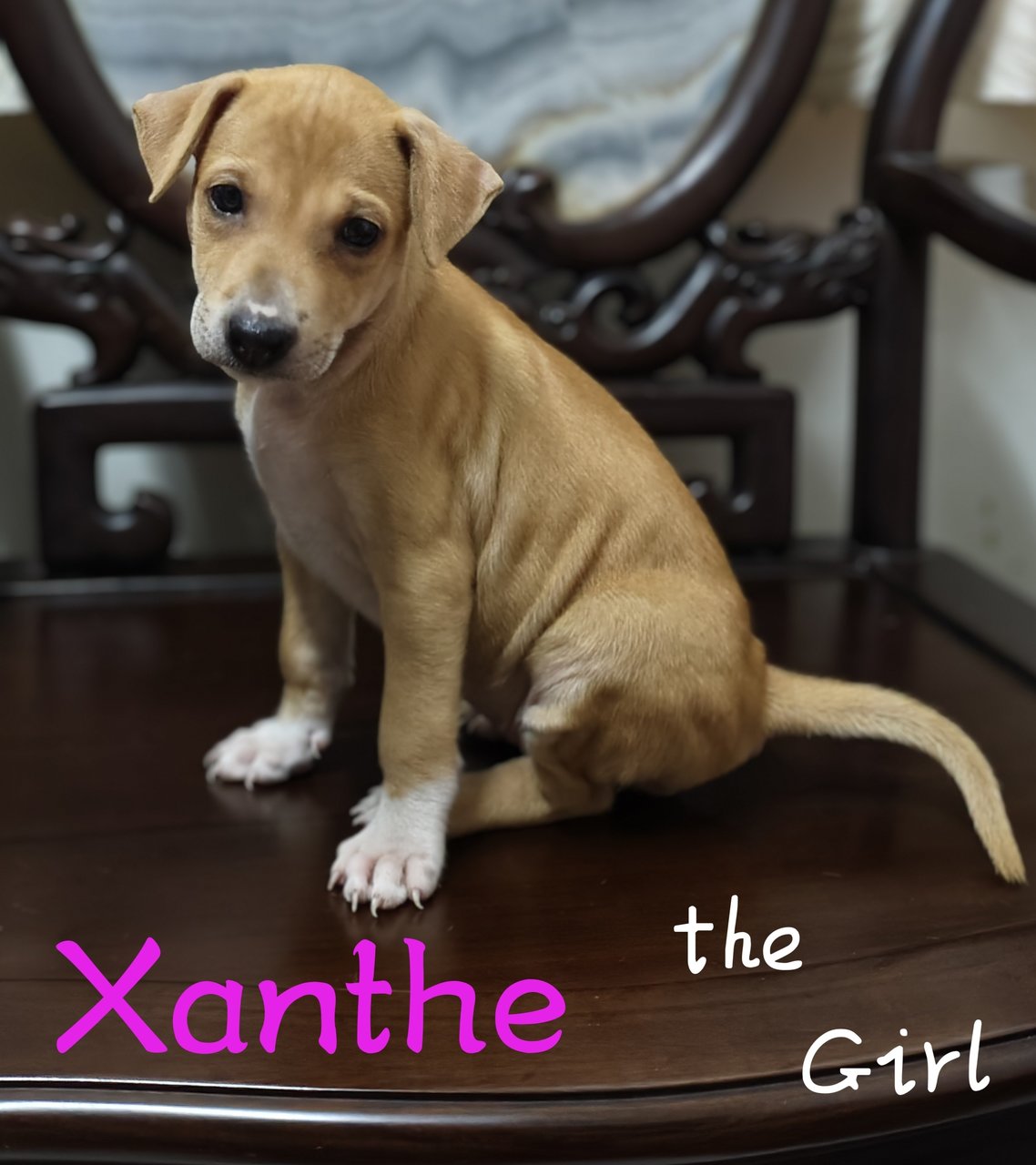 Xanthe - Mixed Breed Dog