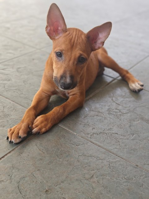 Xiao Bu Dian - Mixed Breed Dog