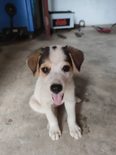 Cooper - Mixed Breed Dog