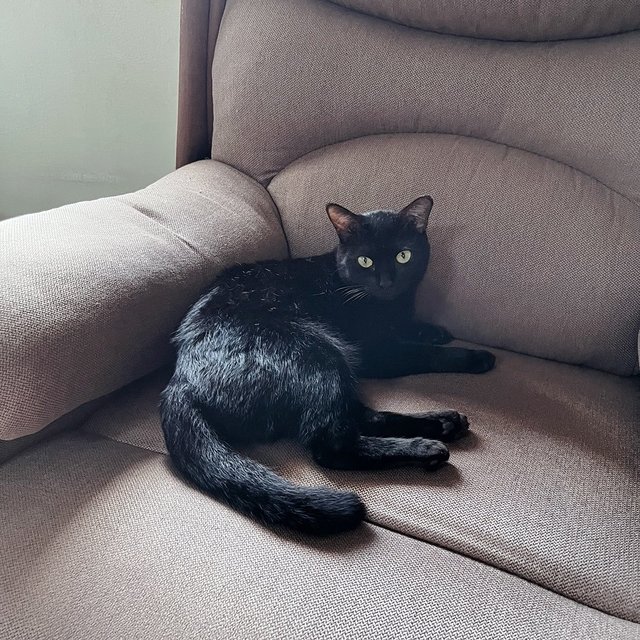 Haheng - Bombay Cat