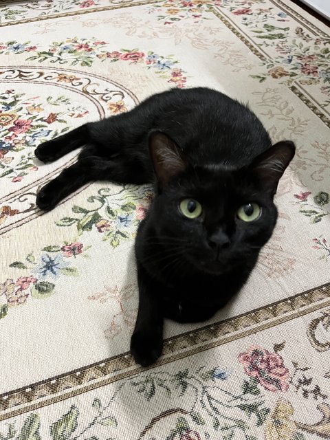 Haheng - Bombay Cat